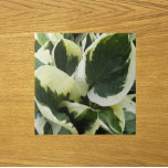 Azulejo De Cerâmica Hosta Plant Deixa Floral<br><div class="desc">Azulejo cerâmico que apresenta a foto de uma variegada Hosta Plant,  também chamada Plantain Lily. Um design floral adorável! Faz uma bonito trivet de cozinha! Selecione o tamanho do seu azulejo.</div>
