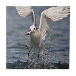 Azulejo De Cerâmica Hovering Kittiwake