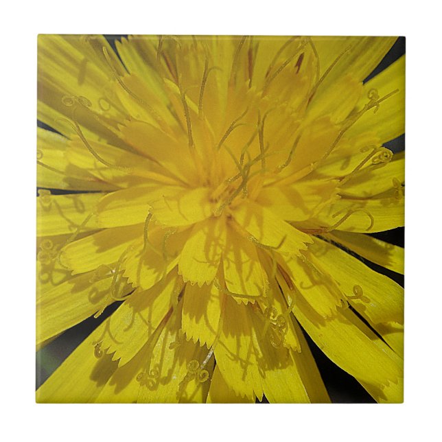 Azulejo De Cerâmica Hübsche Löwenzahnblüte (Frente)