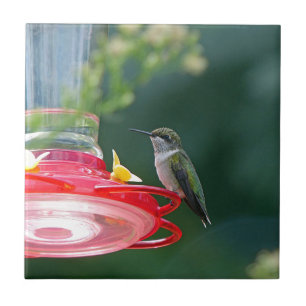 Azulejo De Cerâmica Hummingbird