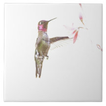 Hummingbird e solteiro Flor