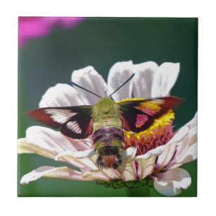 Azulejo De Cerâmica Hummingbird Moth