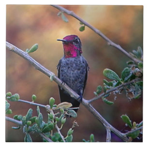 Azulejo De Cerâmica Hummingbird no pôr do sol