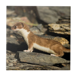 Azulejo De Cerâmica Hunting Weasel