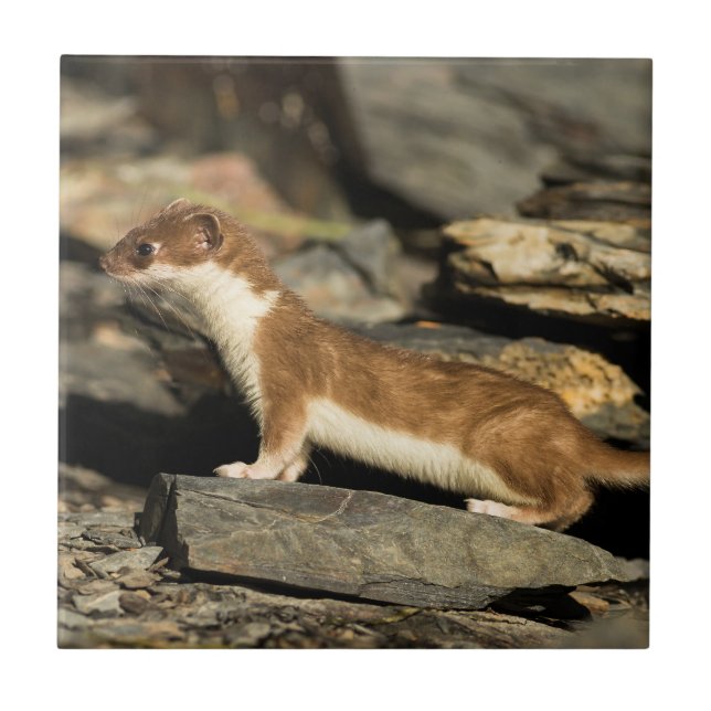 Azulejo De Cerâmica Hunting Weasel (Frente)