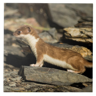 Azulejo De Cerâmica Hunting Weasel