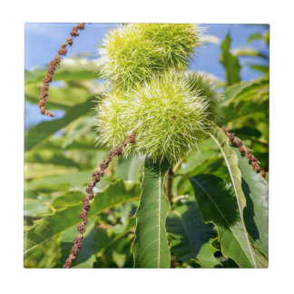 Azulejo De Cerâmica Husks do verde e folhas da árvore de castanha