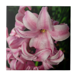 Azulejo De Cerâmica Hyacinth Primavera Floral rosa