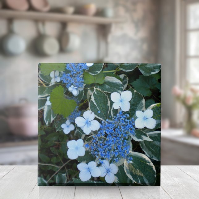 Azulejo De Cerâmica Hydrangea Azul Variado (Criador carregado)