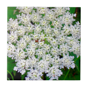 Azulejo De Cerâmica Hydrangea branco do laço