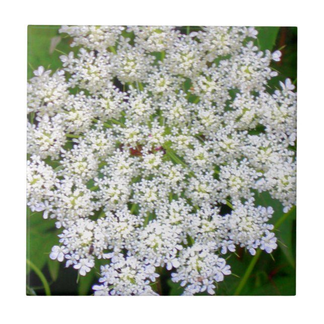 Azulejo De Cerâmica Hydrangea branco do laço (Frente)