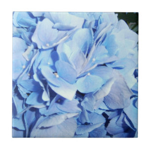 Azulejo De Cerâmica Hydrangea do azul de pó