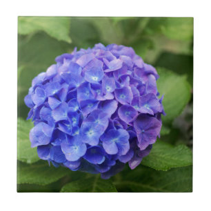 Azulejo De Cerâmica Hydrangea francês (macrophylla do Hydrangea)