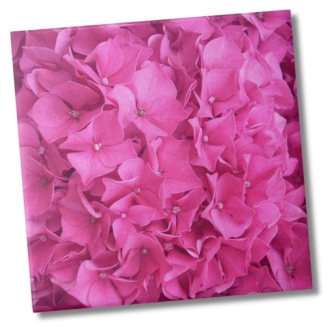Azulejo De Cerâmica Hydrangea Pink Flower Pattern (Trendy Bright Magenta Pink Hydrangea Flower Floral Ceramic Tile)