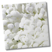 Hydrangea White Floral