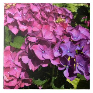 Azulejo De Cerâmica Hydrangeas