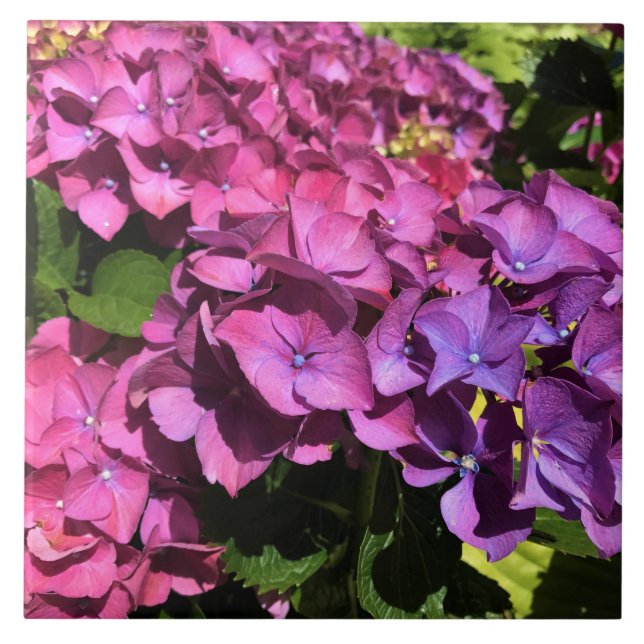 Azulejo De Cerâmica Hydrangeas (Frente)
