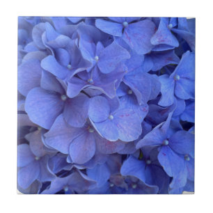 Azulejo De Cerâmica Hydrangeas florais elegantes de periguito azul