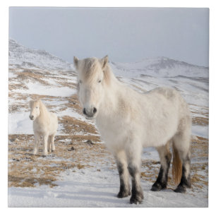 Azulejo De Cerâmica Icelandic Horse Blonduos, Iceland