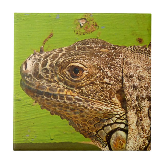 AZULEJO DE CERÂMICA  IGUANA (Frente)