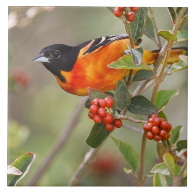 Azulejo De Cerâmica Ilha do Padre do Sul, Texas, EUA, Baltimore Oriole (Frente)