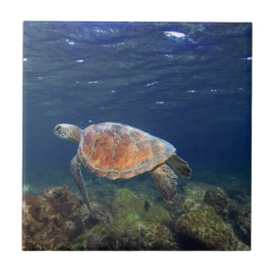 Azulejo De Cerâmica Ilha subaquática do paraíso da tartaruga de mar