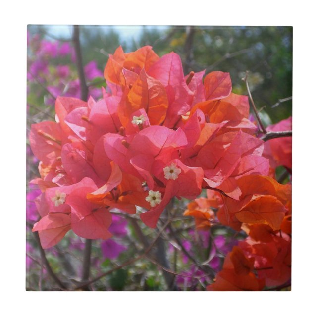 Azulejo De Cerâmica Ilha Tropical Rosa Bougainvillea Floral (Frente)