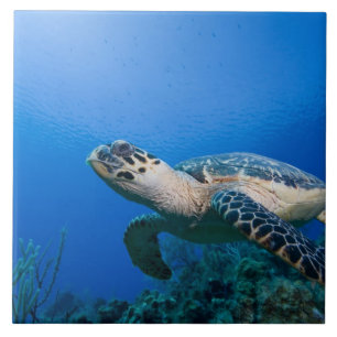 Azulejo De Cerâmica Ilhas Cayman, Little Cayman Island, Subaquático 2