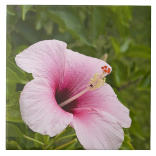 Azulejo De Cerâmica Ilhas Cook, Atiu. Flor de Hibiscus.