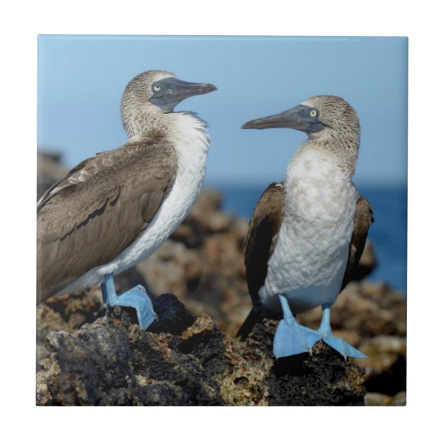 Azulejo De Cerâmica Ilhas Galápagos, Ilha Isabela (Frente)