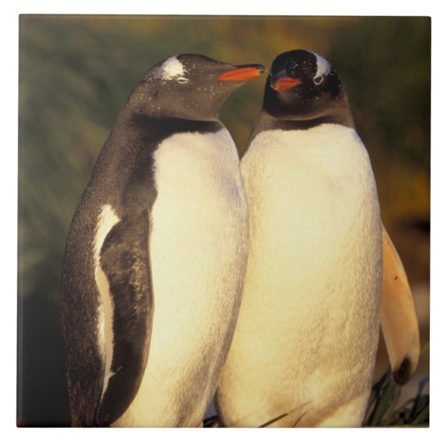 Azulejo De Cerâmica Ilhas Malvinas. Gentoo Penguins. (Piroscelis) (Frente)