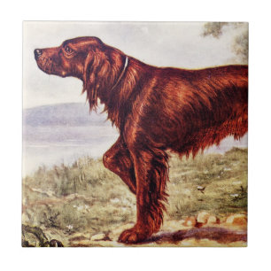Azulejo De Cerâmica Ilustração 1900 do setter irlandês do cão