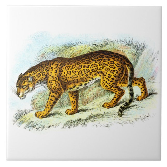 Azulejo De Cerâmica Ilustração Animal Vintage Jaguar (Frente)