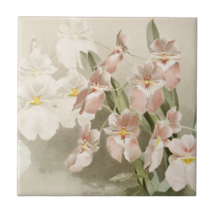 Azulejo De Cerâmica Ilustração Antiga do Flor das Orquídeas Brancas