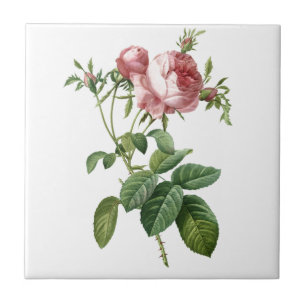 Azulejo De Cerâmica Ilustração botânica de rosa rosa vintage, Redoute