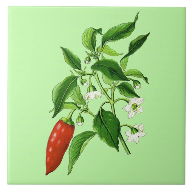 Azulejo De Cerâmica Ilustração Botânica Vintage, Pepper Chili (Frente)
