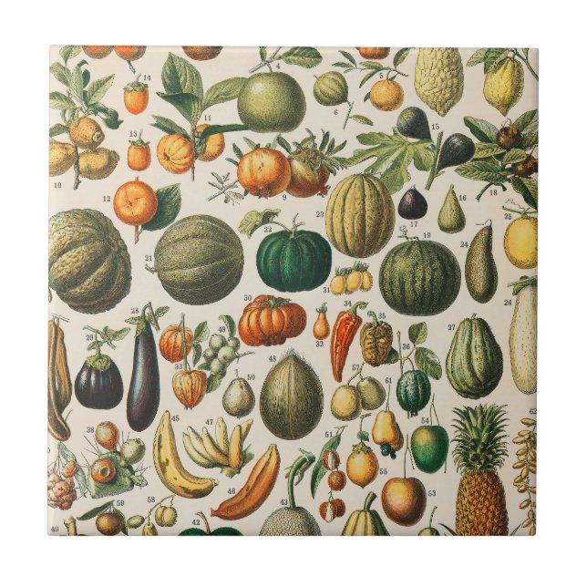 Azulejo De Cerâmica Ilustração Científica Botânica Vegetal fruta (Frente)
