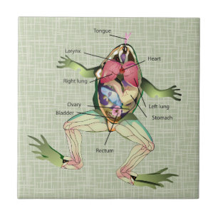 Azulejo De Cerâmica Ilustração da Anatomia do Sapo