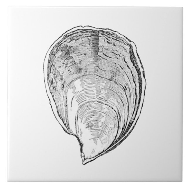 Azulejo De Cerâmica Ilustração da ostra da Olympia (Frente)