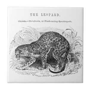 Azulejo De Cerâmica Ilustração da vida selvagem do leopardo-da-safra