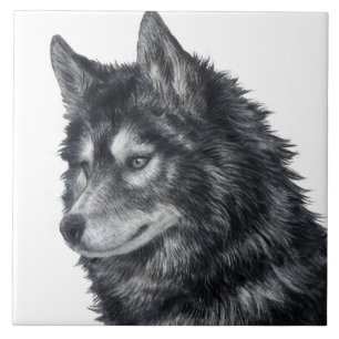 Azulejo De Cerâmica Ilustração de Cachorro Balto