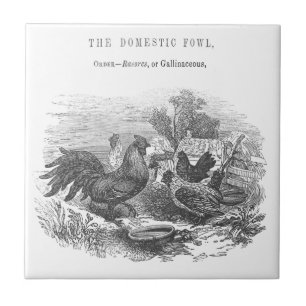 Azulejo De Cerâmica Ilustração de Caneta e Tinta de Galinhas Vintage