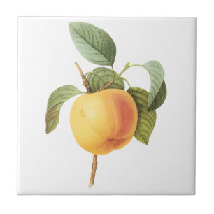 Azulejo De Cerâmica Ilustração de comida de fruta antiga, maçã Calvill