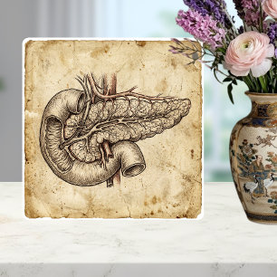 Azulejo De Cerâmica Ilustração de Esboço de Anatomia do Pâncreas Vinta