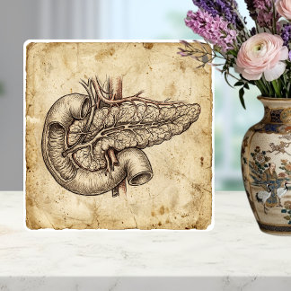 Azulejo De Cerâmica Ilustração de Esboço de Anatomia do Pâncreas Vinta
