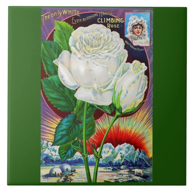 Azulejo De Cerâmica Ilustração do catálogo rosa da década de 1890 Whit (Frente)