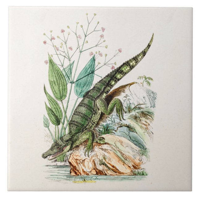 Azulejo De Cerâmica Ilustração do crocodilo do jacaré dos 1800s do (Frente)