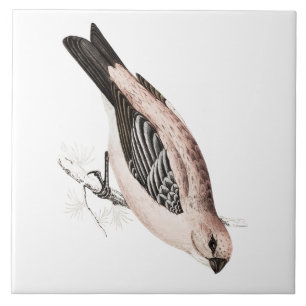 Azulejo De Cerâmica Ilustração do pássaro da canção de Grossbeak