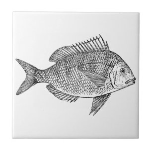 Azulejo De Cerâmica Ilustração marinha náutica da arte dos peixes d