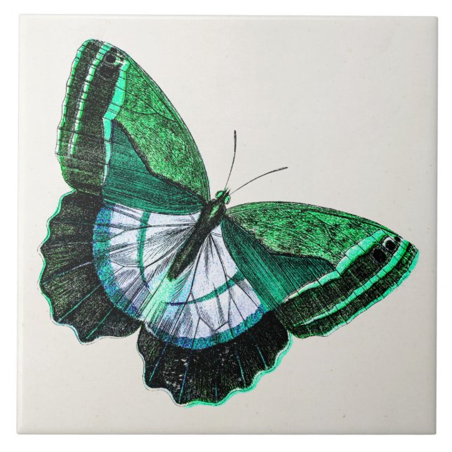Azulejo De Cerâmica Ilustração verde antiga dos 1800s da borboleta do (Frente)
